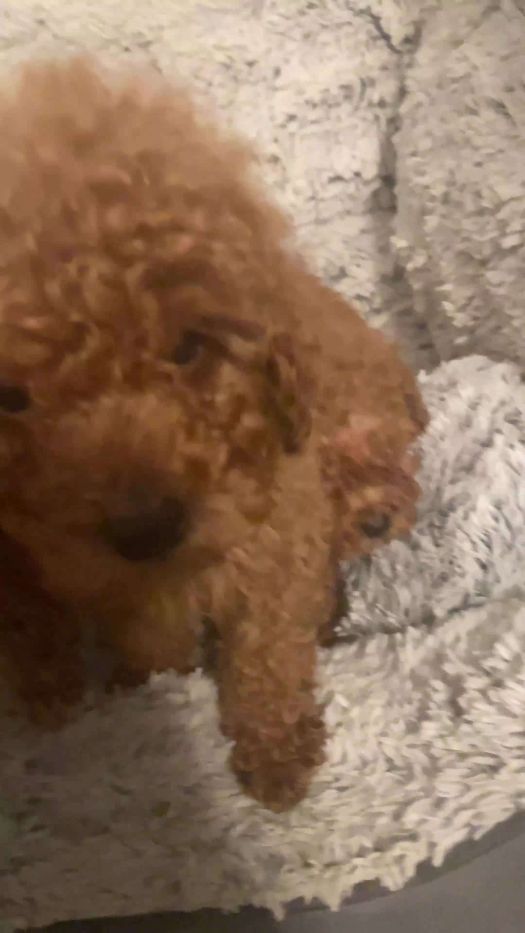 Toy Poodle dogs for sale: Toy poodle - Video 1