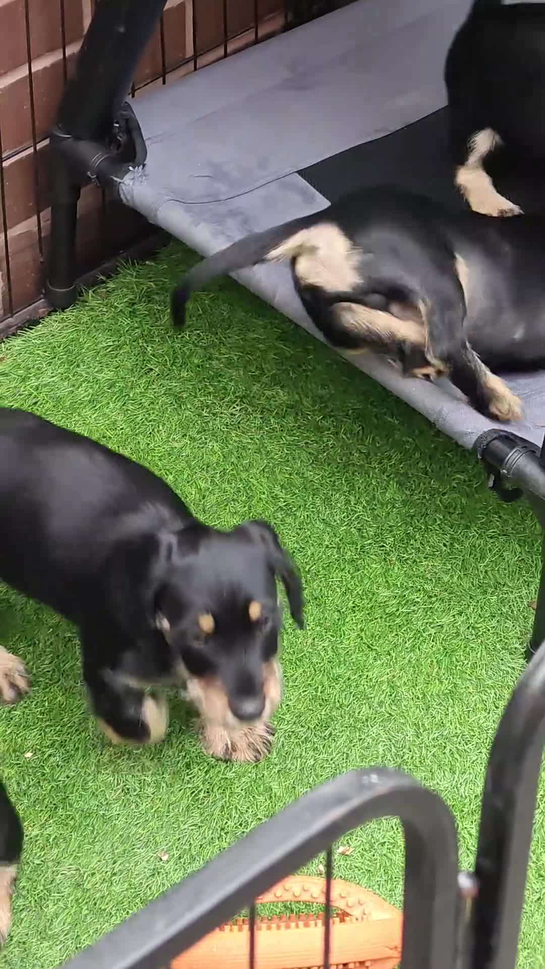 Mixed Breed dogs for sale: Daschund X Schnauzer puppies  - Video 1
