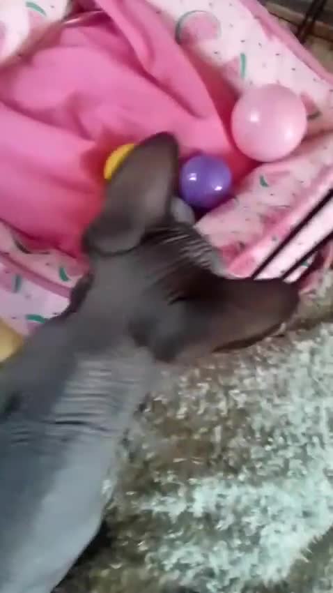Sphynx cats for sale: BABY SPHYNX  - Video 1