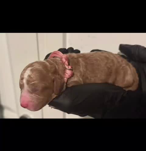 Cockapoo dogs for sale: 🐾 Beautiful Red Cockapoo Puppies 🐾 - Video 1