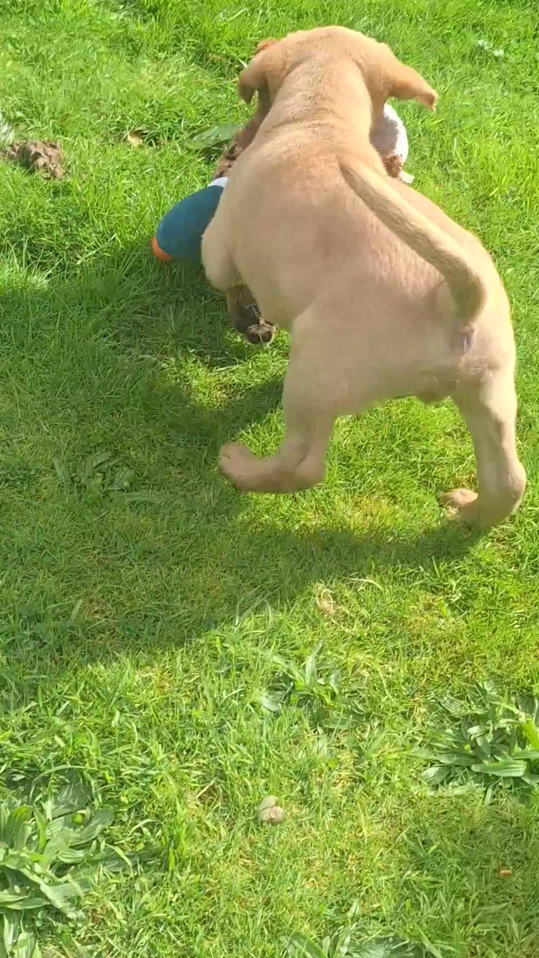 Labrador Retriever dogs for stud: LEADBURN DIGGER  - Video 1