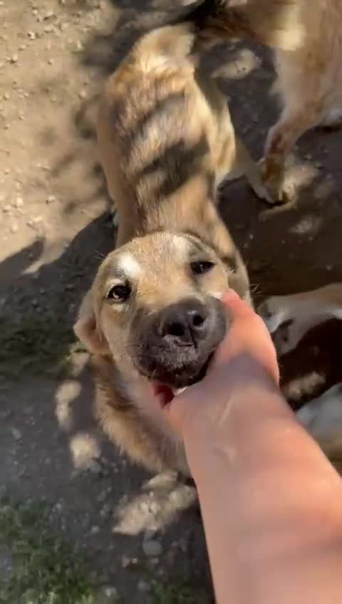 Mixed Breed dogs for adoption: EVIE - a Beautiful & Kind Girl, for a Loving Home - Video 1