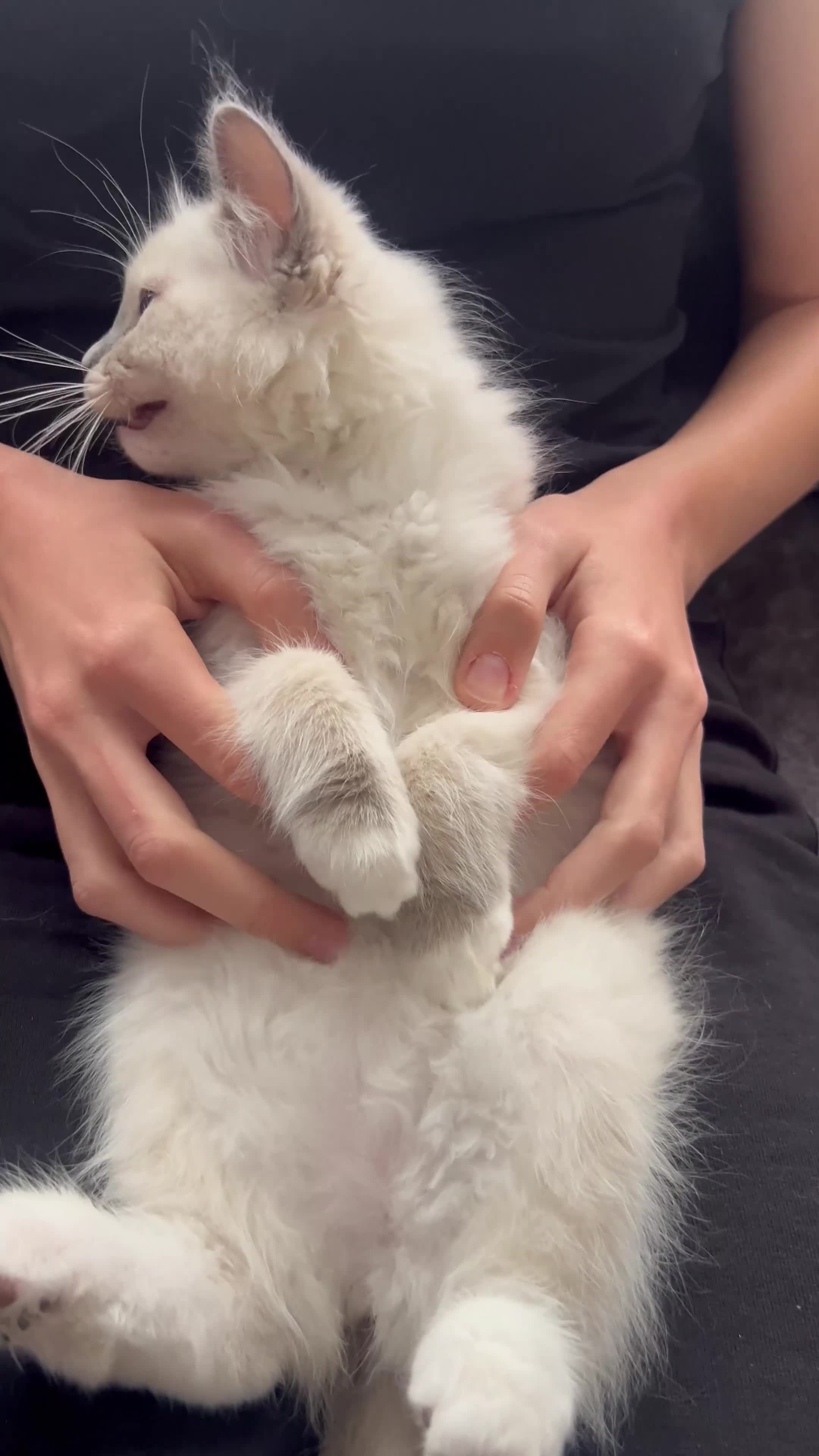Ragdoll cats for sale: 1 Girl 💜 1 Boy💙 - Video 2