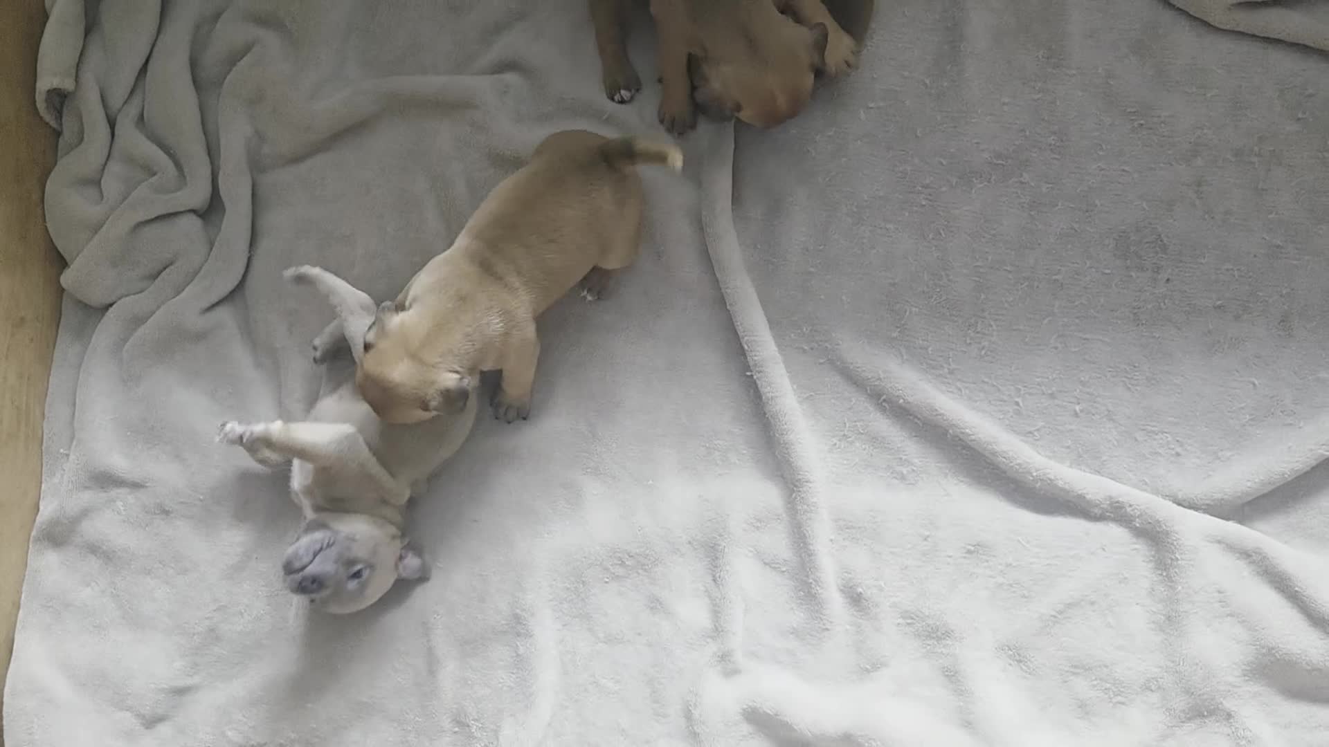 Staffordshire Bull Terrier dogs for sale: 2 red/2 red fawn puppies - Video 1