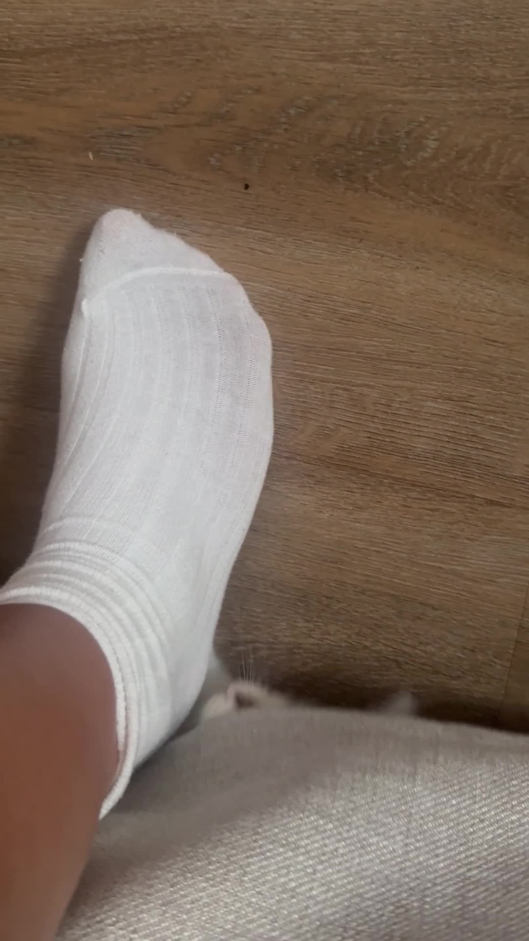 Mixed Breed cats for sale: 9 Week Old Kitten + Everything Included in London - Video 3