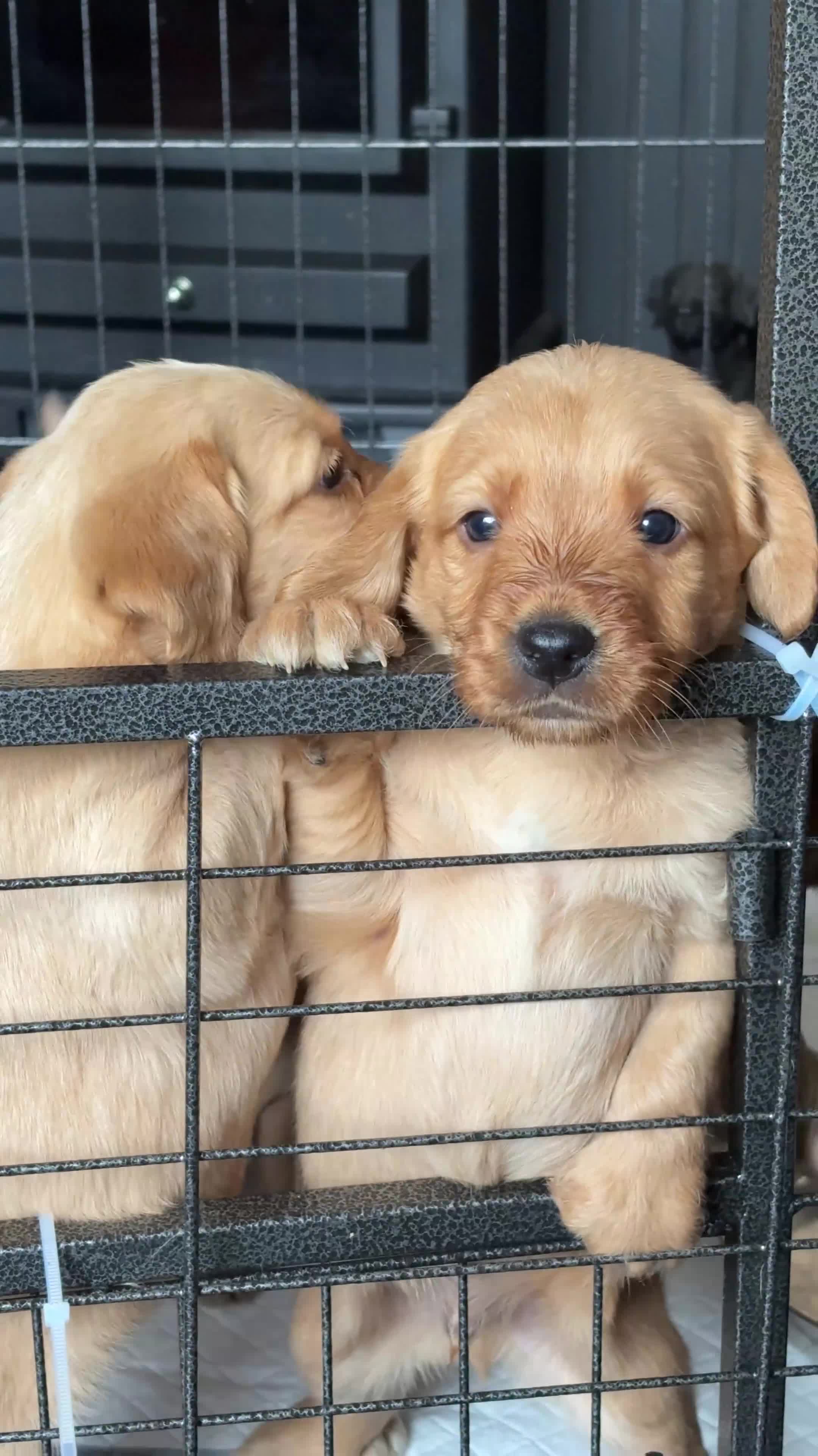 Labradoodle dogs for sale: ⭐️Labradoodle puppies⭐️ in Manchester - Video 1