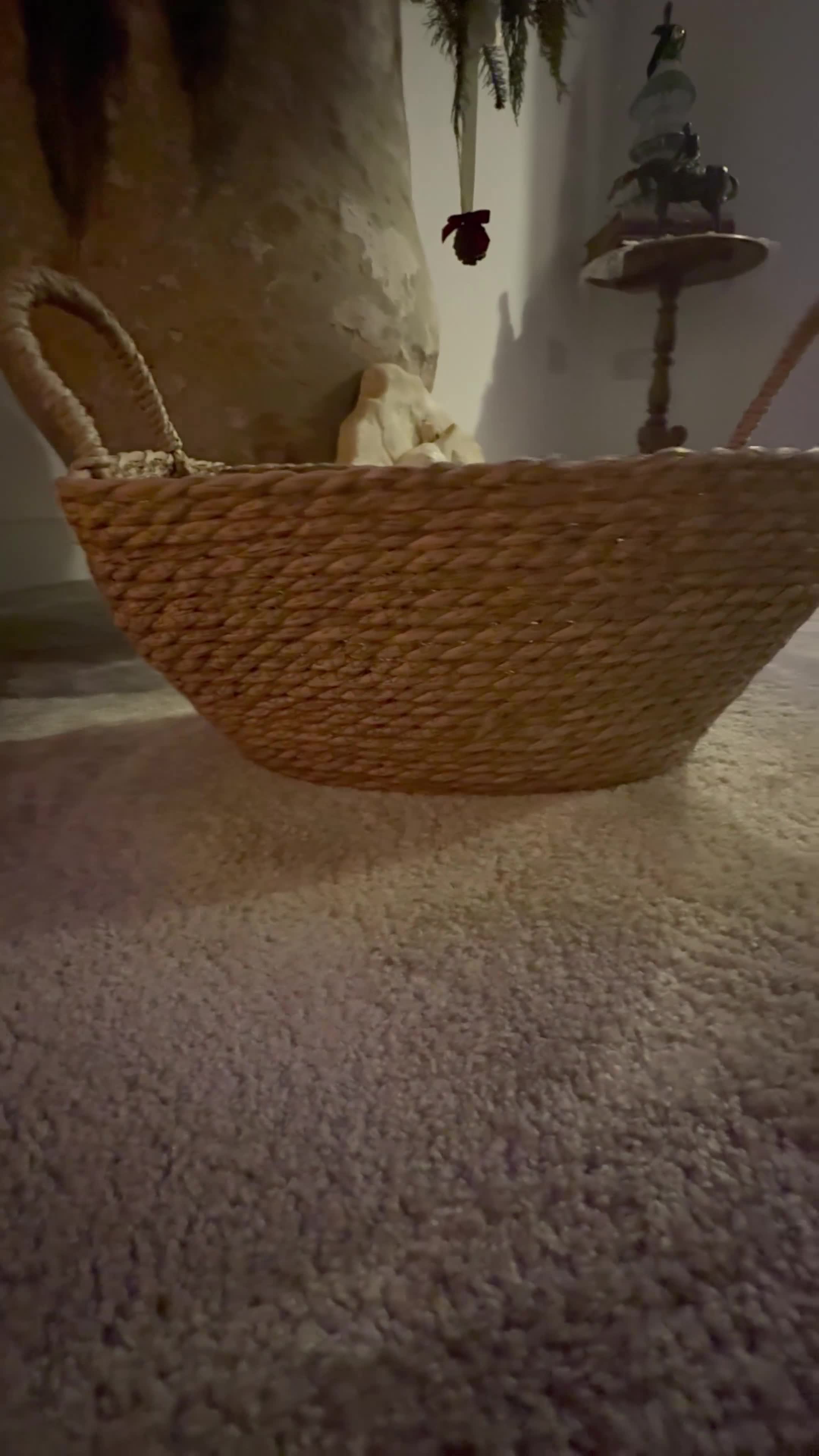 Miniature Dachshund dogs for sale: Sausage Puppies! - Video 1