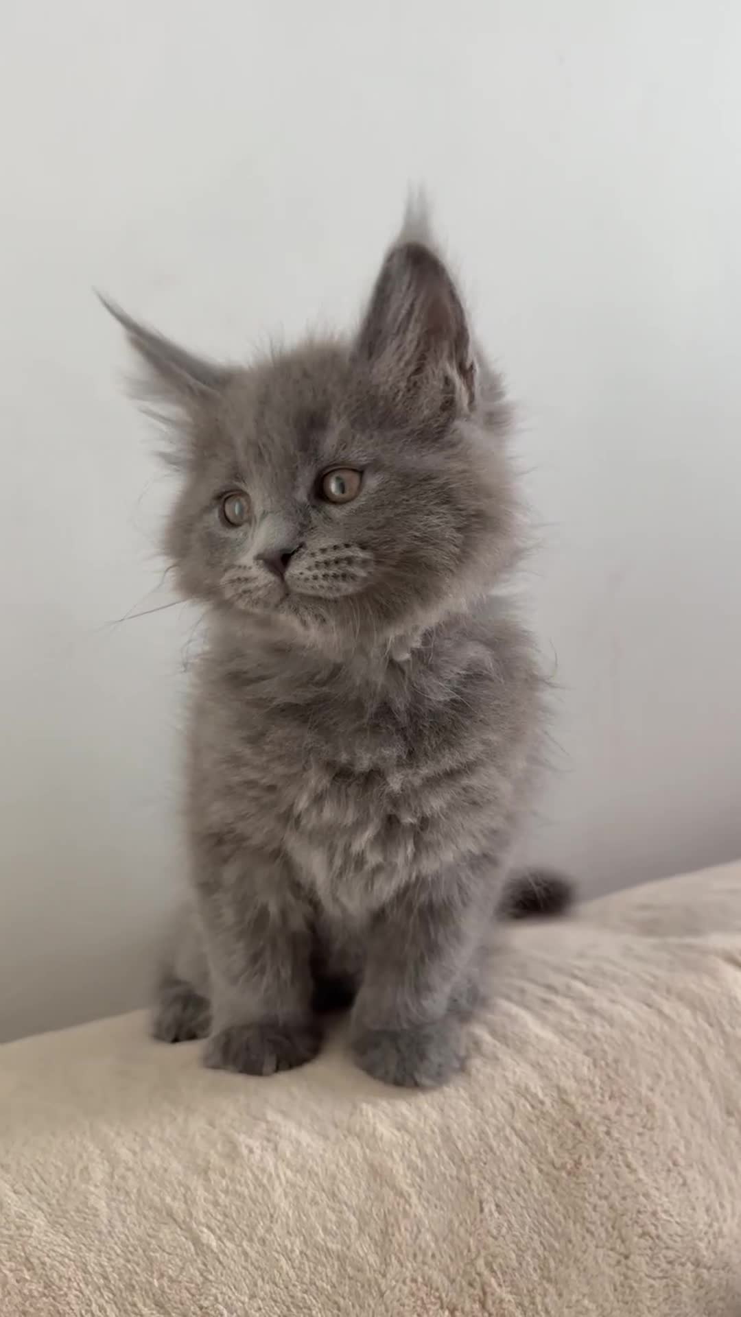 Maine Coon cats for sale:     Stunning Purebred Maine Coon Kitten - Video 1