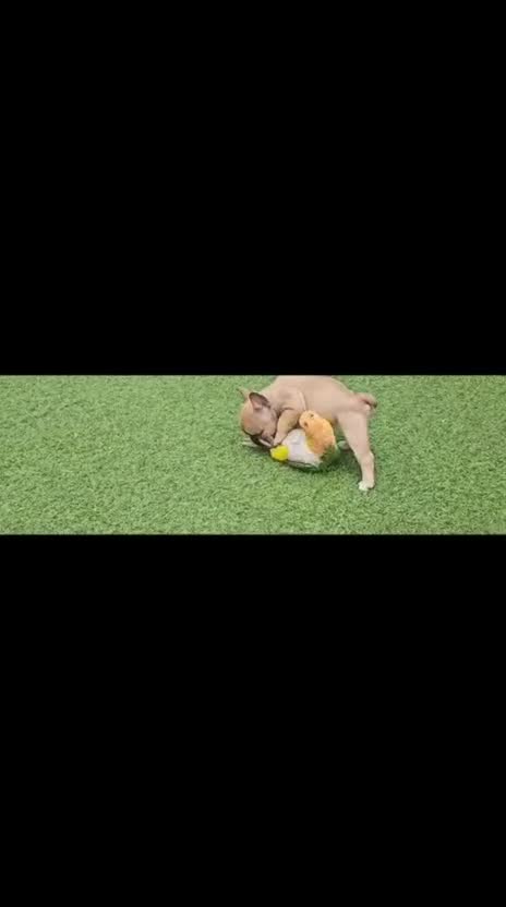 French Bulldog dogs for sale: Beautiful  KC registered French bulldog puppies  in Chorley - Video 1