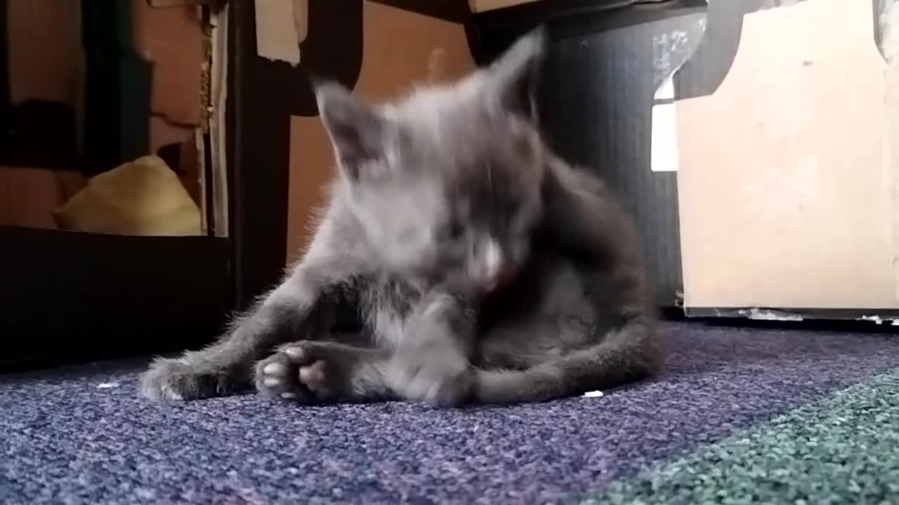 Russian Blue cats for sale: Russian Blue Cross Boy Kitten – Trevor - Video 2