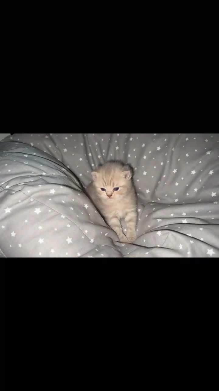 British Shorthair cats for sale: BSH KITTENS  - Video 1