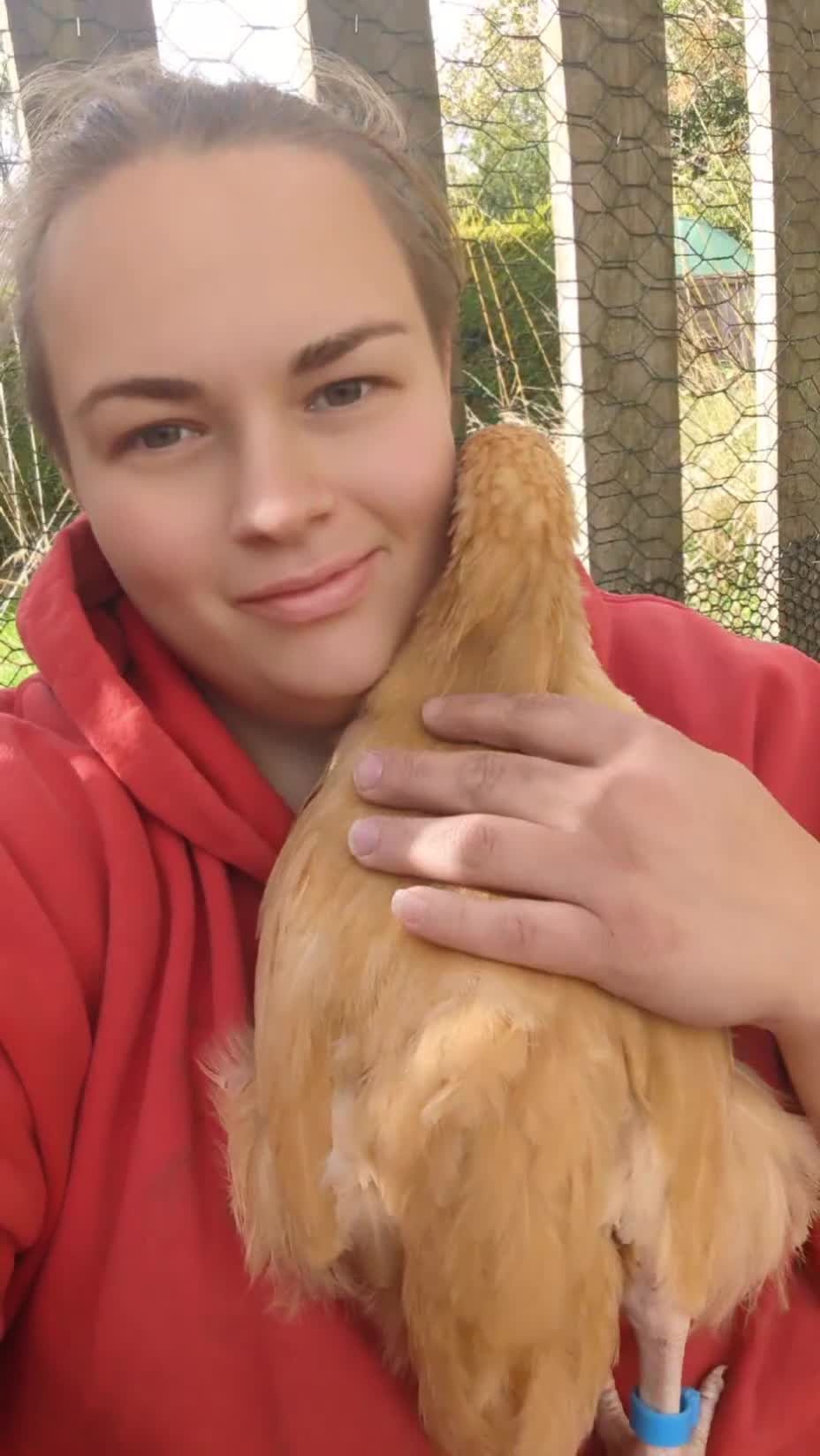 Chickens poultry for sale: 4 Buff Orpington Cockerels 6 weeks old - Video 2