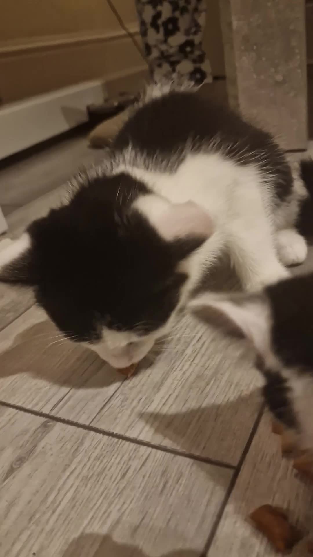 Mixed Breed cats for sale: Adorable Britishshorthair🐾 mixed looking for 🏠 - Video 1