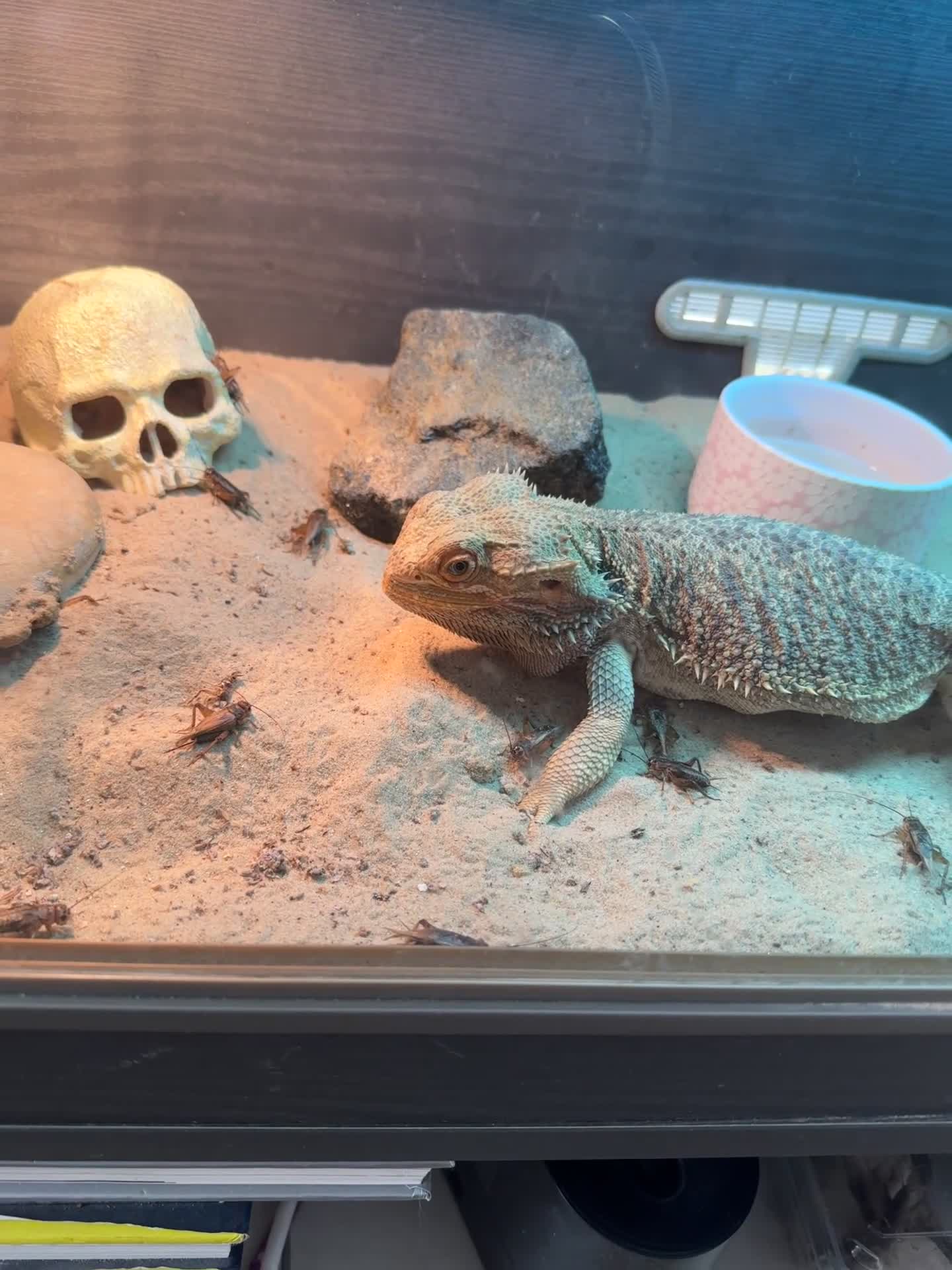 Bearded Dragon reptiles for sale: Bearded dragon with tank & all equipment  - Video 2