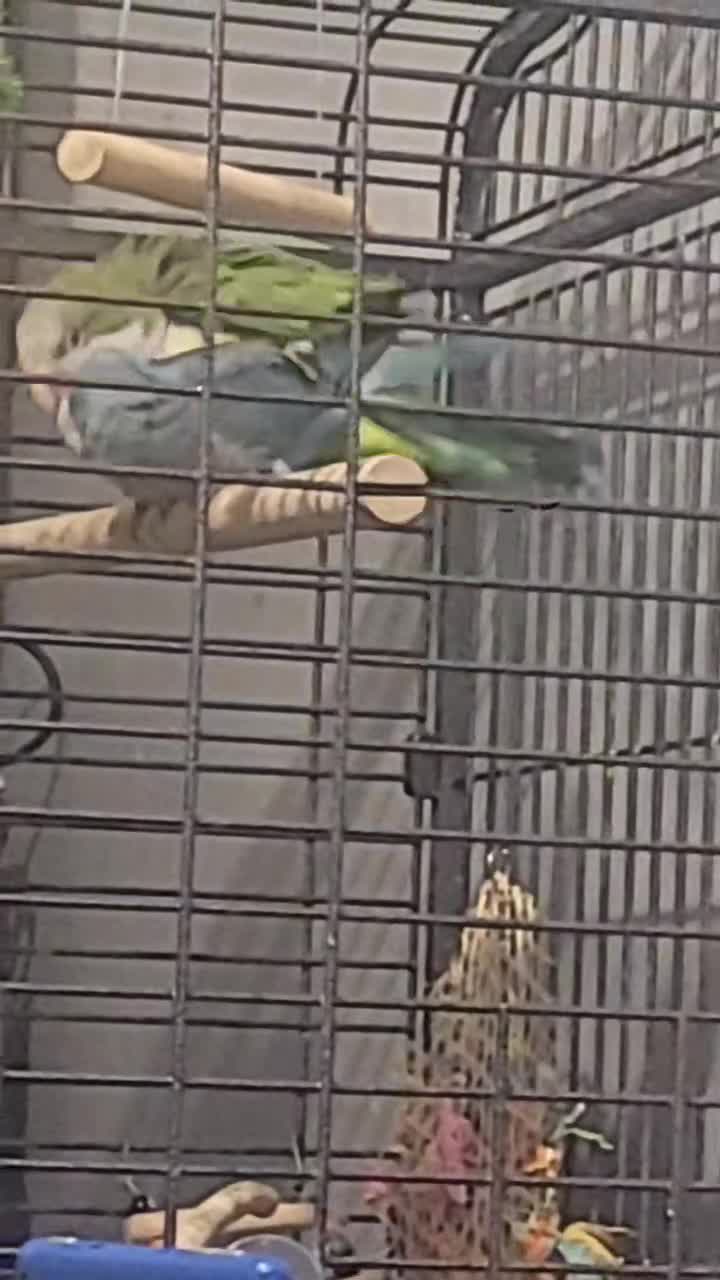 Parakeets birds for sale: Male and female quakers bonded pair  - Video 5