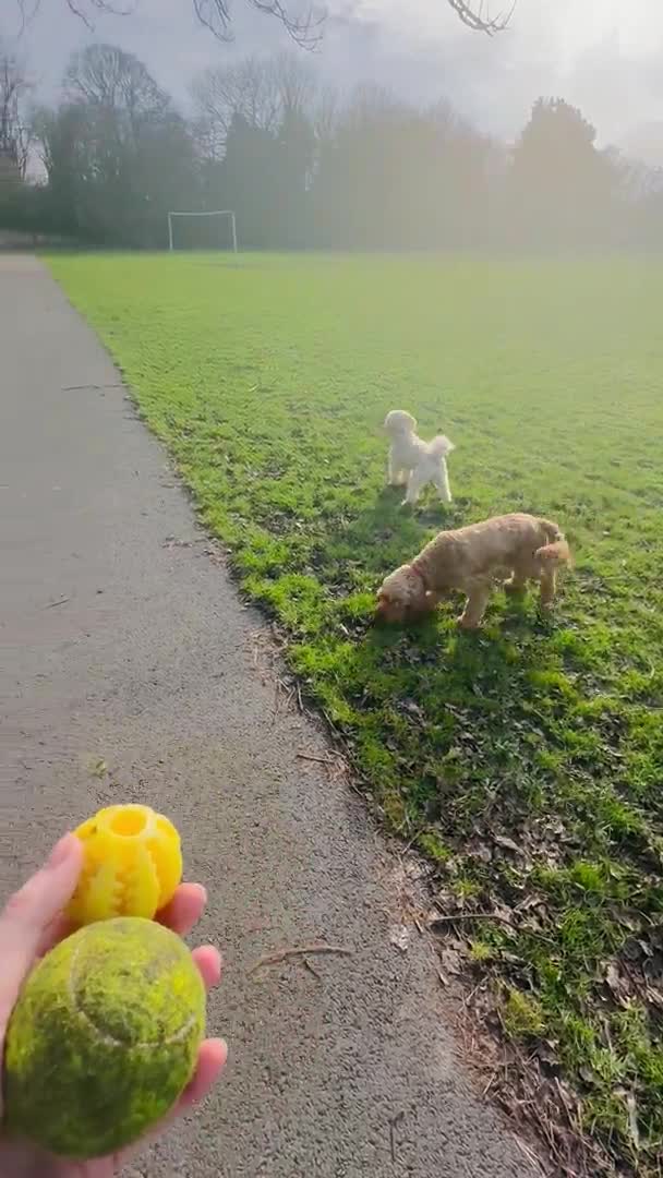Cockapoo dogs for stud: Proven F1 Cockapoo - Fully Health Checked  in Swansea - Video 3