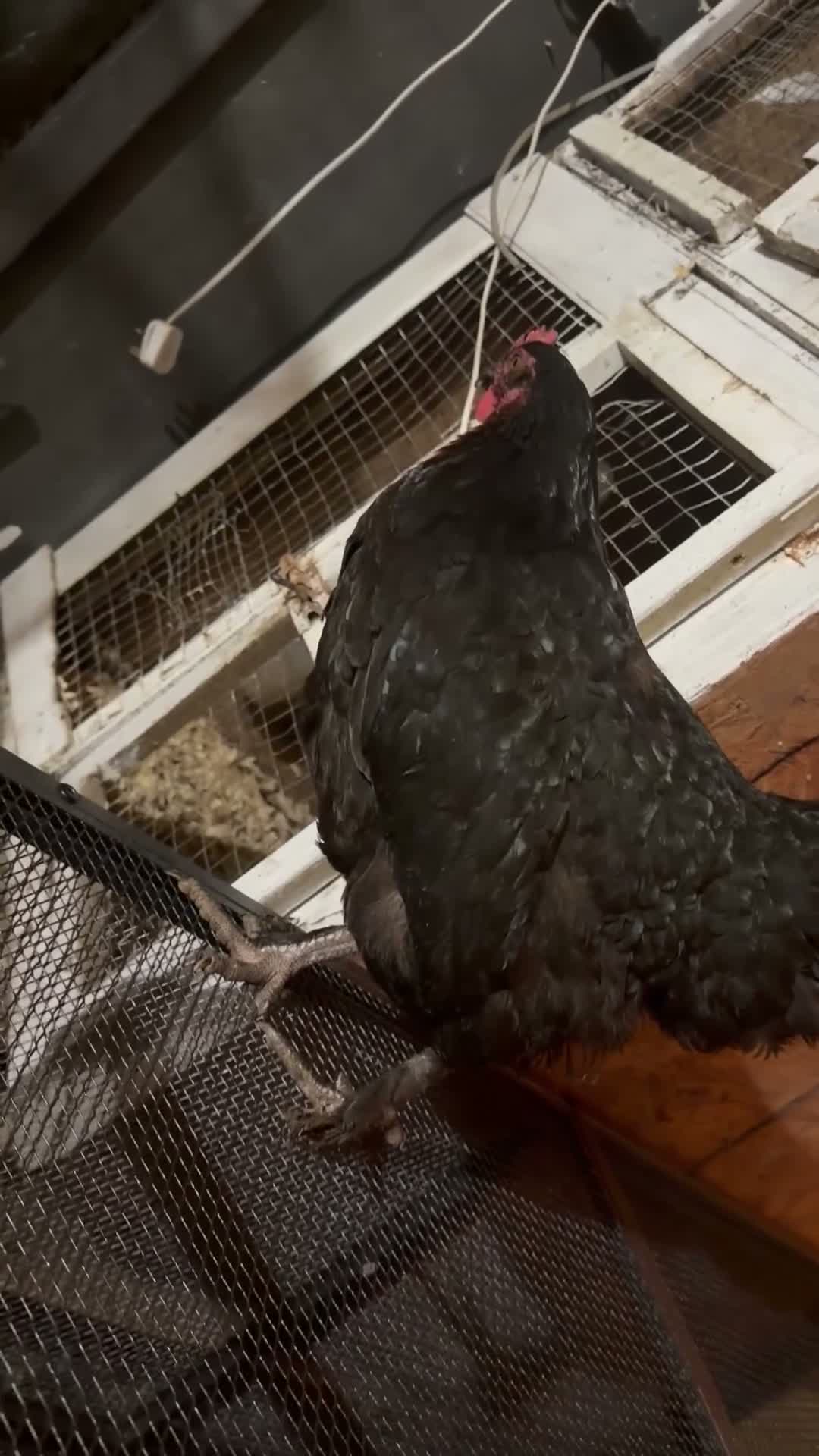 Chickens poultry for sale: Copper maran and cream legbar hens - Video 1