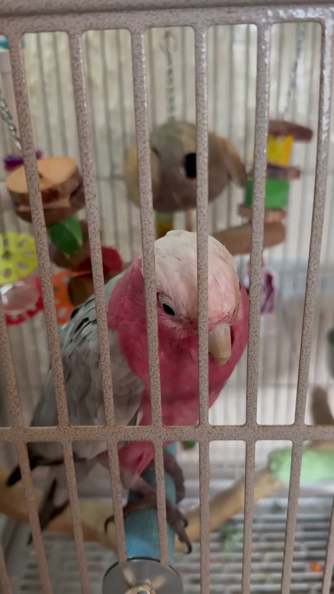 Cockatoo birds for sale: 2 yer tame galah cockatoo  - Video 1