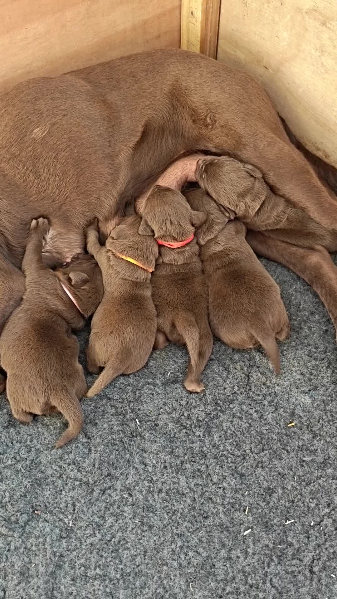 Labrador Retriever dogs for sale: Beautiful KC Choc Labrador Pups - 4 left! - Video 1