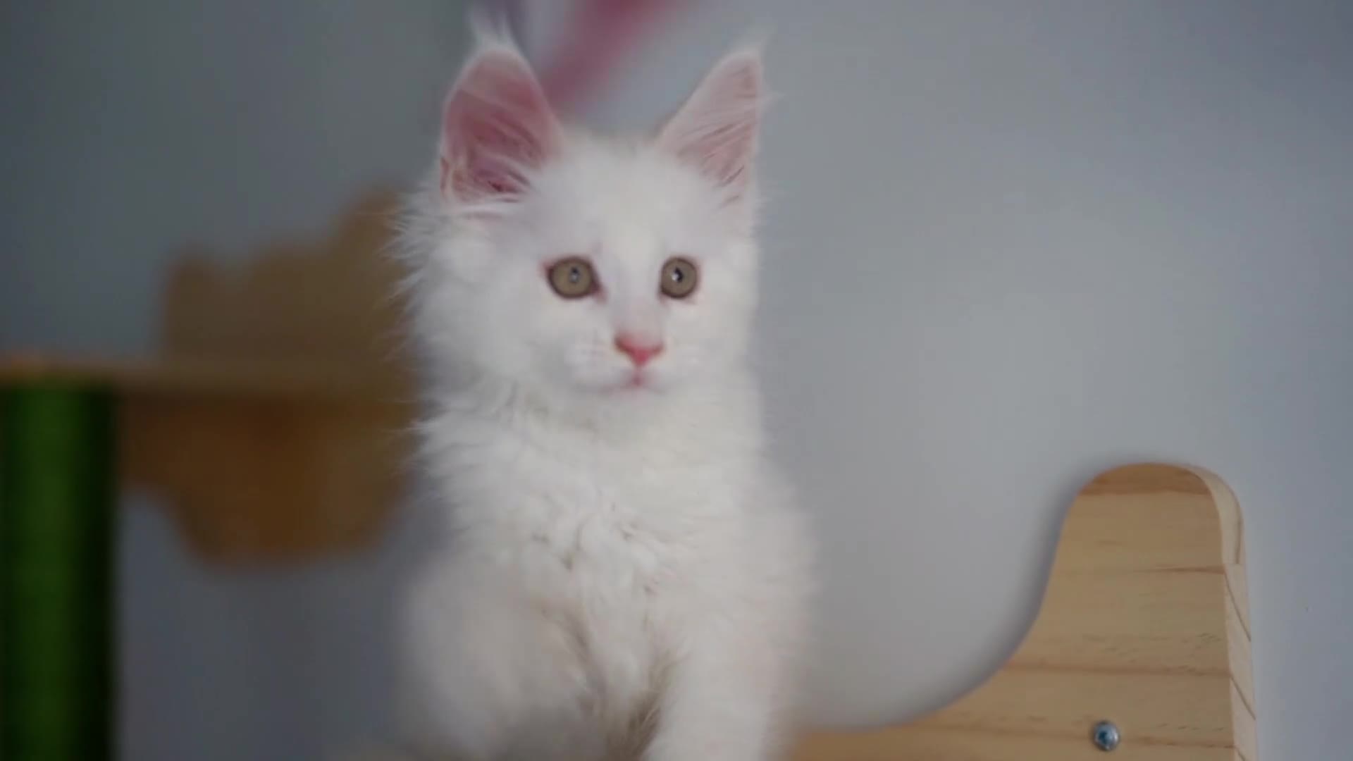 Maine Coon cats for sale: Rare Red Shaded TICA Maine Coon Kittens - Video 4