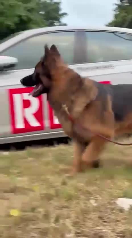 German Shepherd dogs for sale: 3 year German Shepherd looking for a new home in London - Video 1