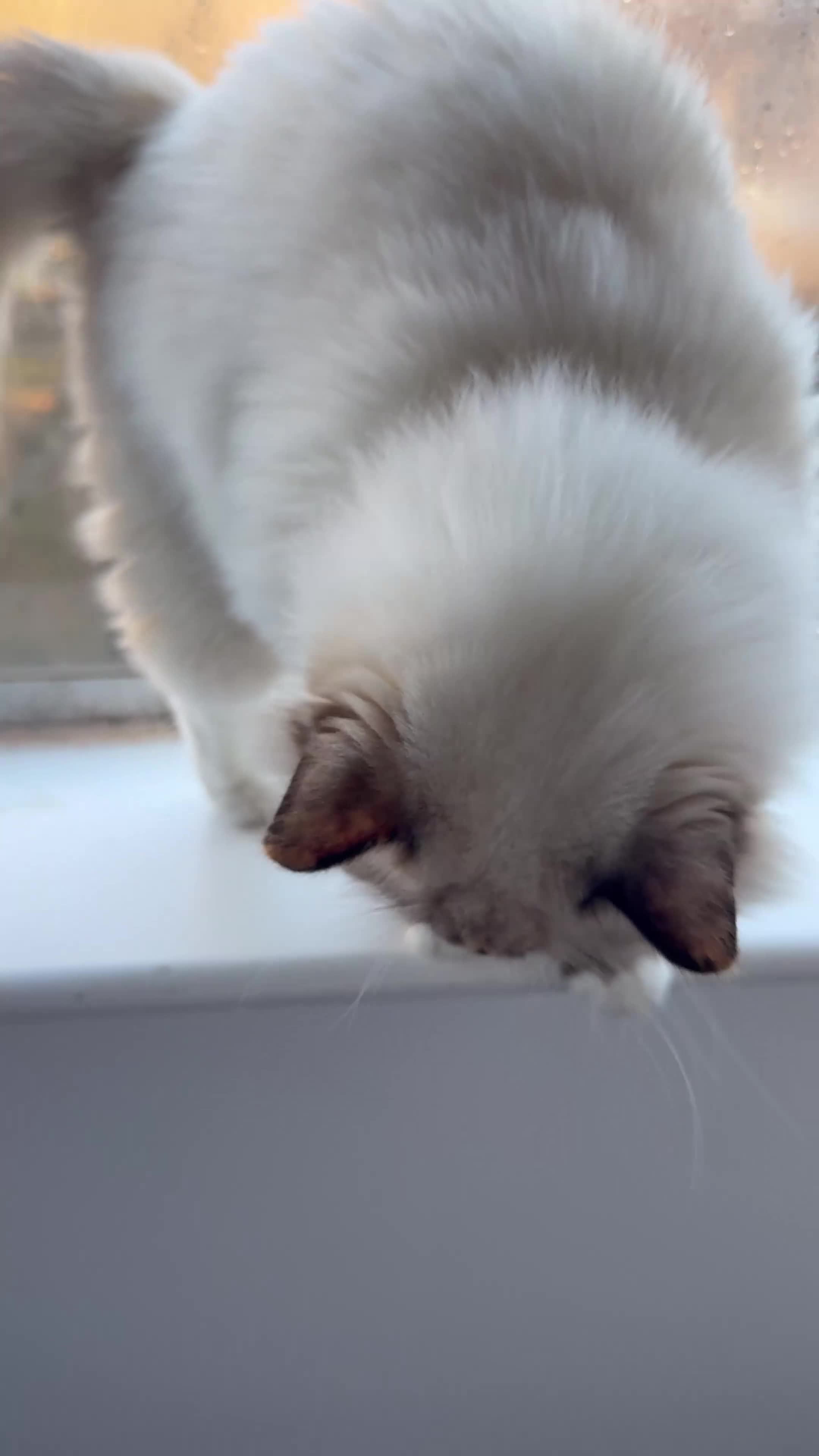 Ragdoll cats for sale: Gorgeous well beh - Video 1