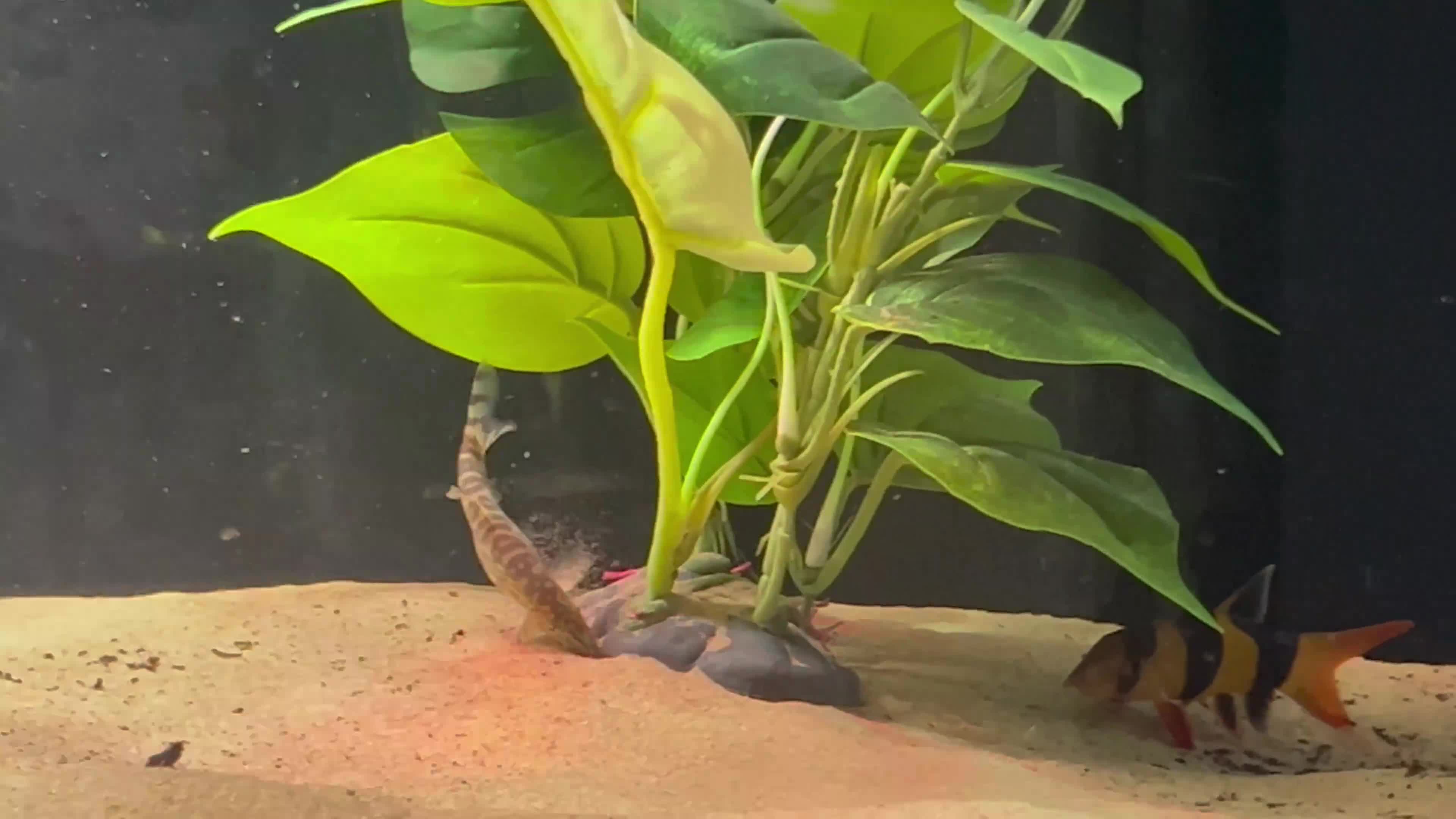 Catfish fish for sale: Loaches & Catfish - Video 1