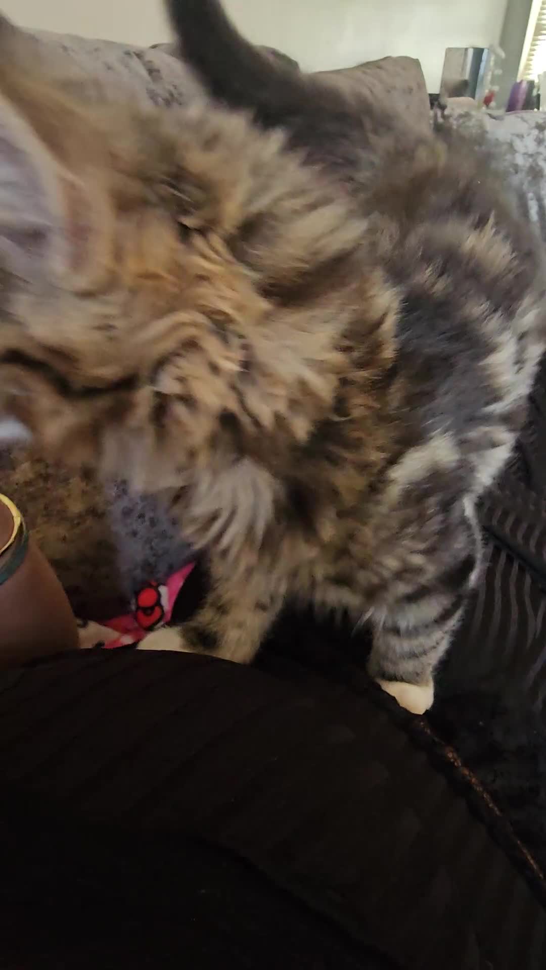 Maine Coon cats for sale: Maine Coon × Siberian  - Video 3