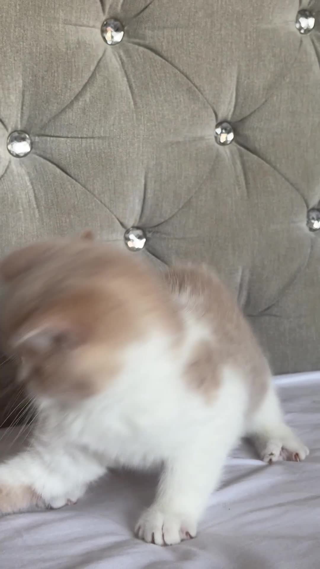 British Shorthair cats for sale: Gorgeous British shorthair,LAST KITTEN 💙💖🏆🏆 - Video 2