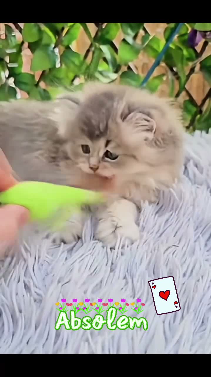 British Longhair cats for sale: ✨️🧸 Stunning Babies, GCCF Registered ✨️🧸 - Video 2