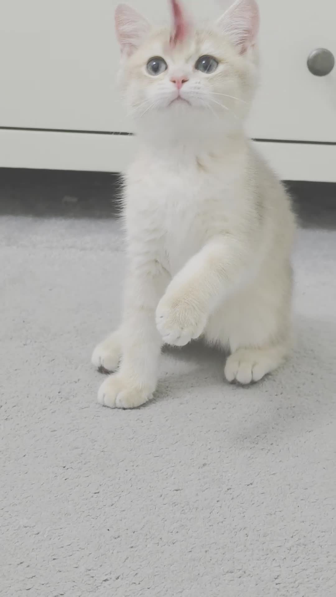 British Shorthair cats for sale: Exceptional GCCF Golden British Shorthair Kittens - Video 1