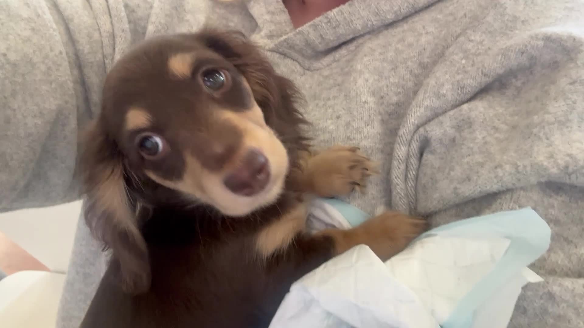 Miniature Dachshund dogs for sale: Brown and cream miniature Daschund  - Video 1