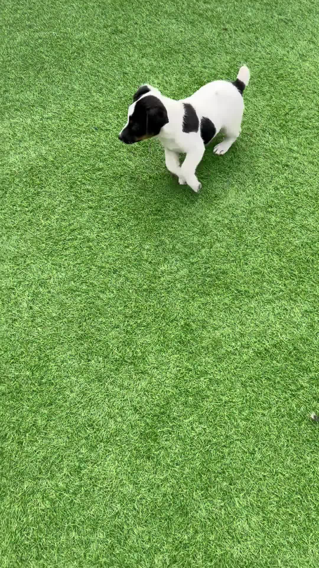Mixed Breed dogs for sale: Jack Russell Boy  - Video 1