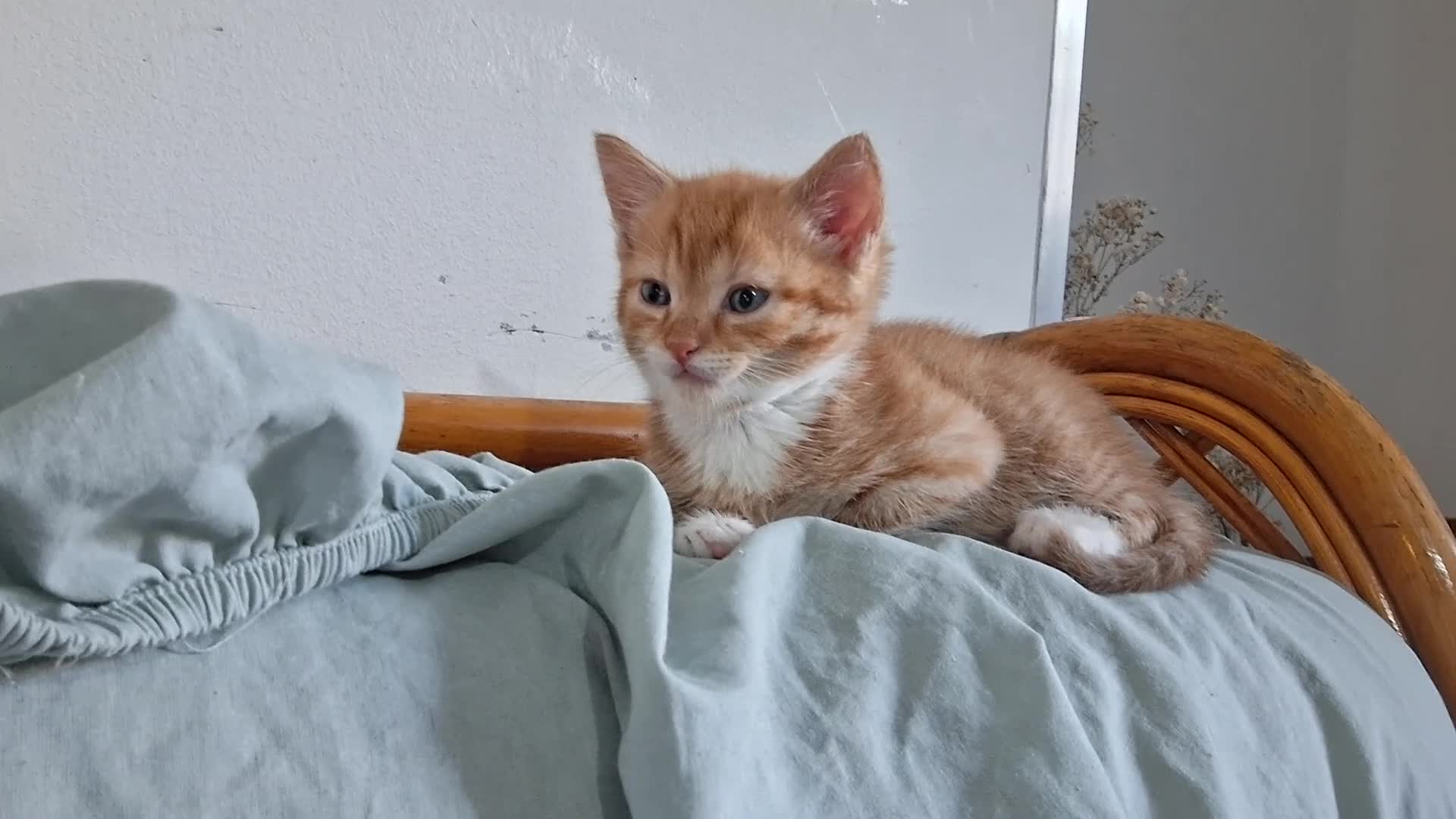 Mixed Breed cats for sale: Beautiful ginger kitten - Video 3