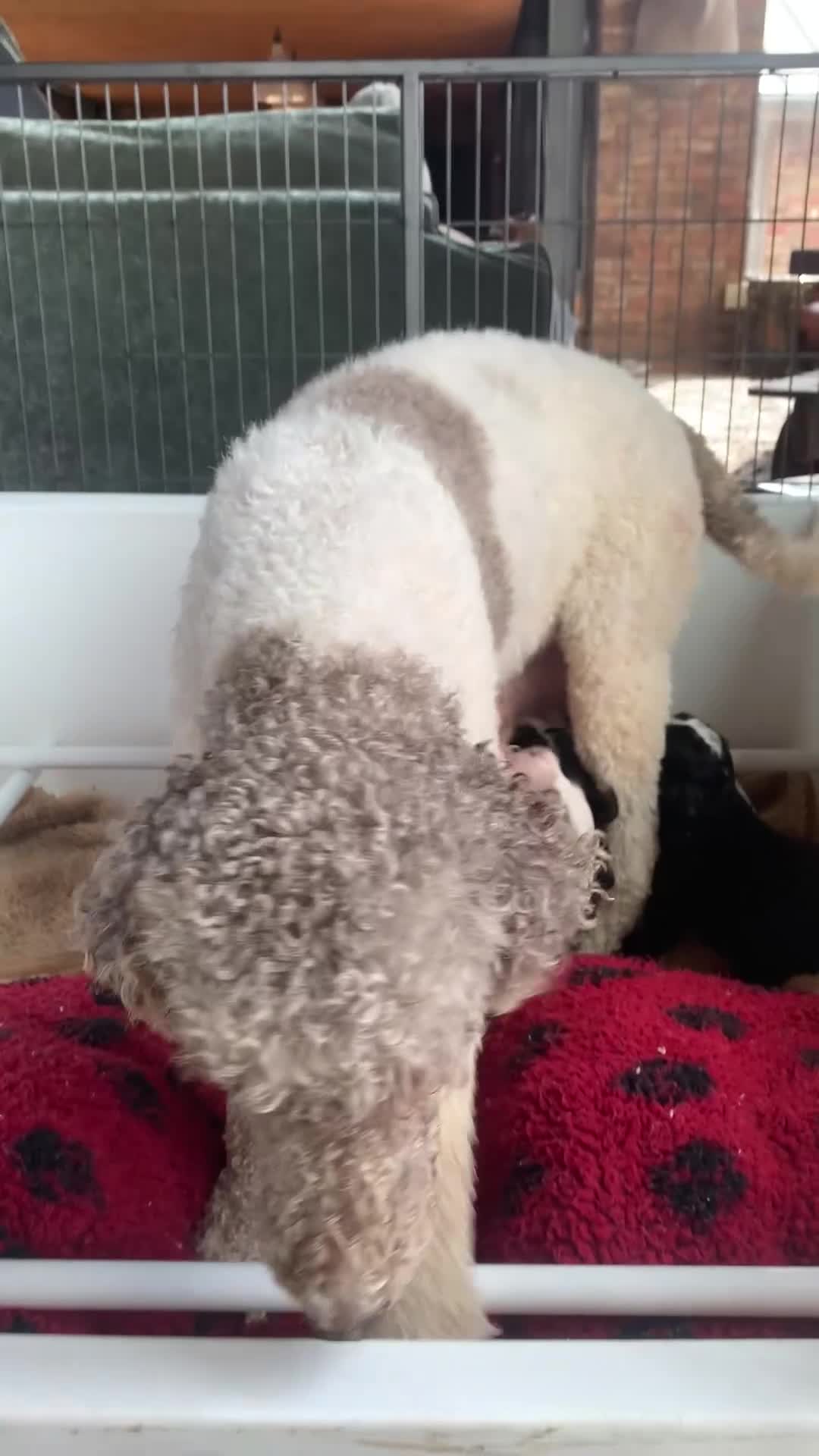 Bernedoodle dogs for sale: F1 Standard Bernedoodle Puppies LN8 - Video 1