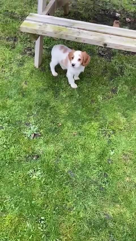 Cocker Spaniel dogs for sale:  cocker spaniels,  all reserved  - Video 1