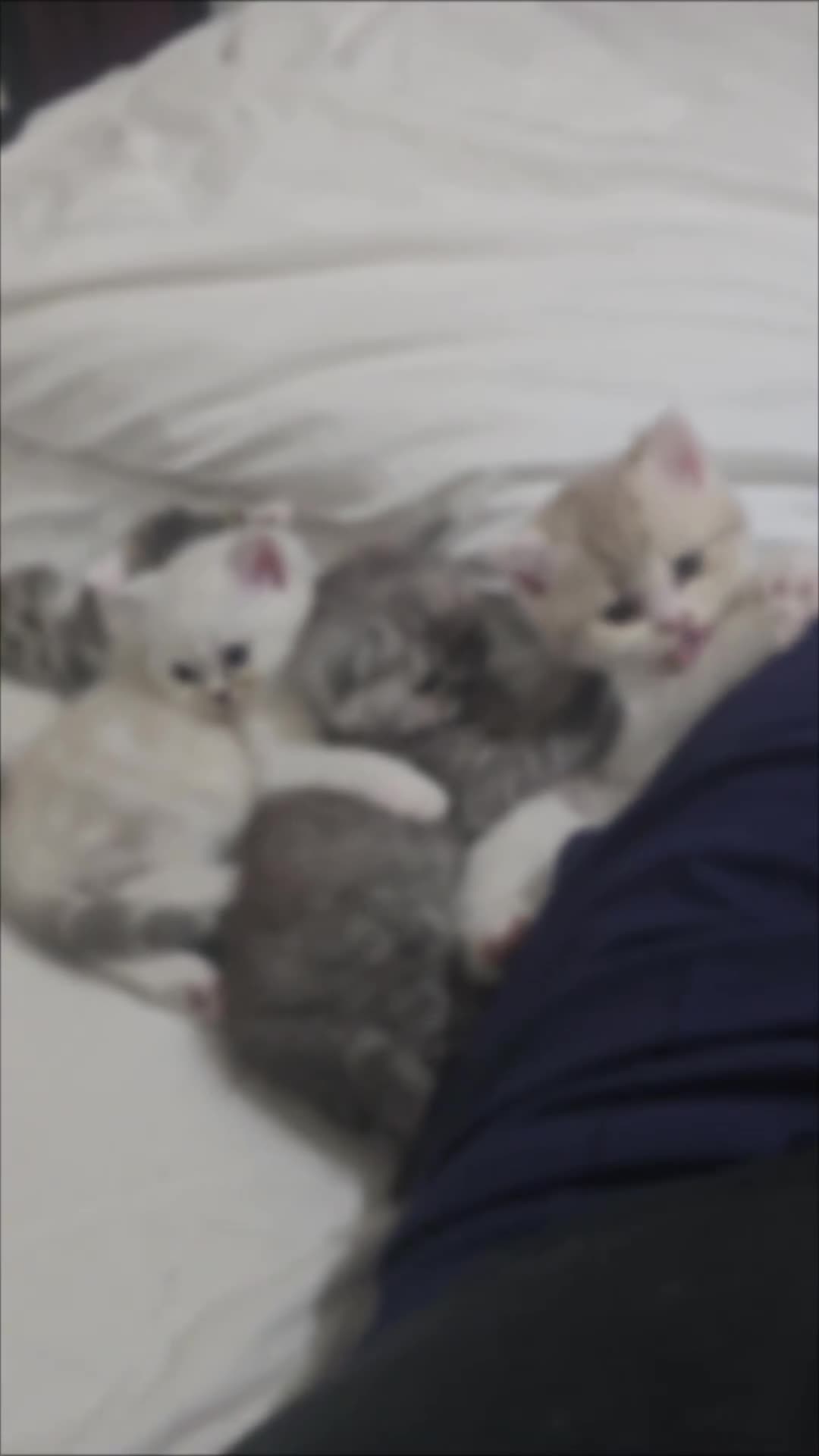 British Shorthair cats for sale: BSH kittens  in Bradford - Video 5