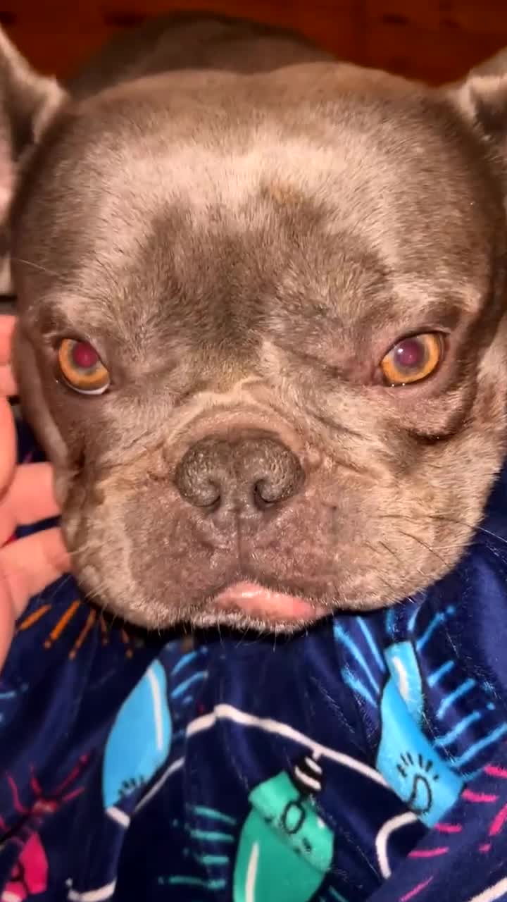 French Bulldog dogs for sale: Female French bulldog  - Video 1