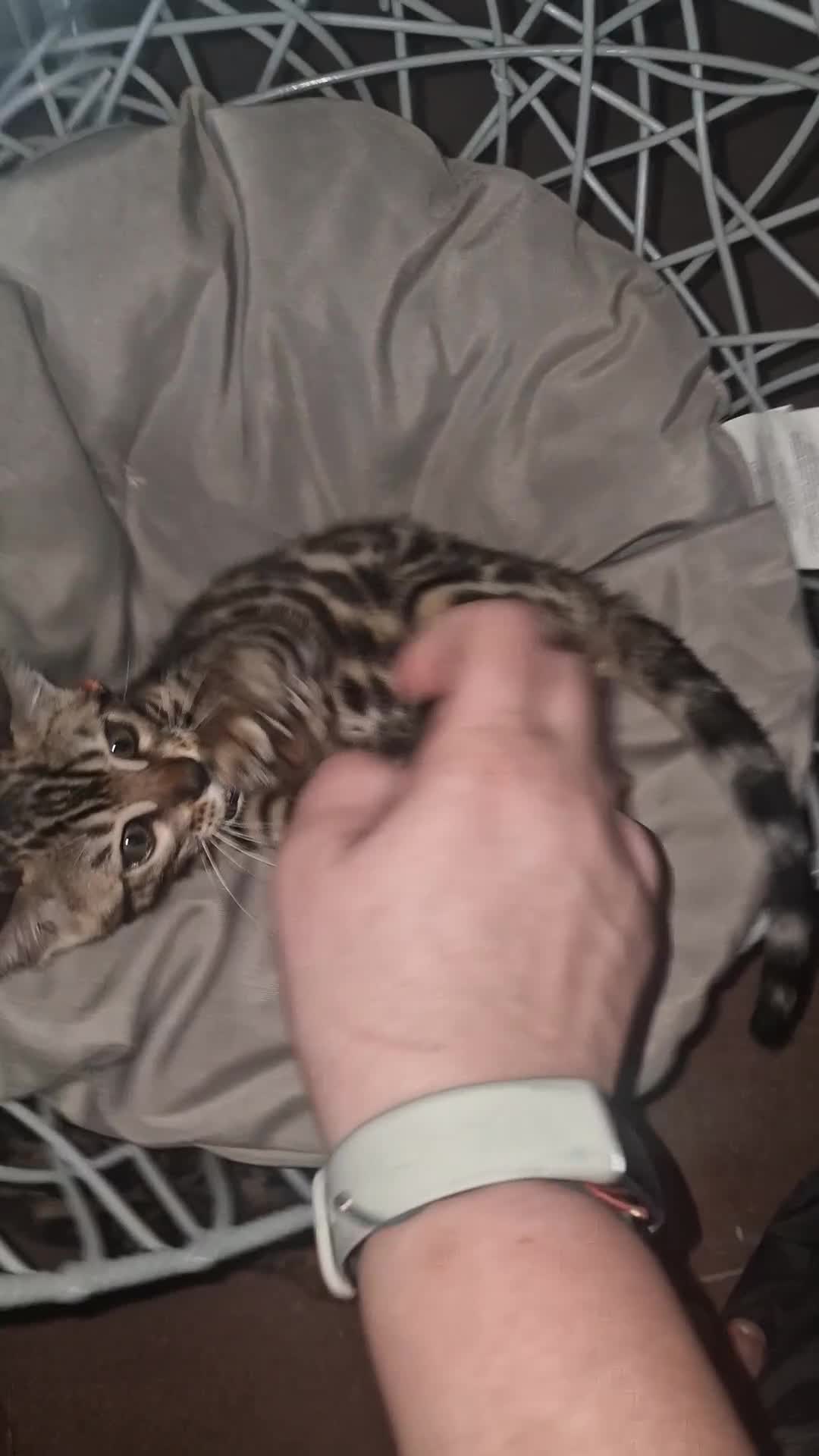 Bengal cats for sale: Two gorgeous Bengals girls  😻😻❤️ - Video 4