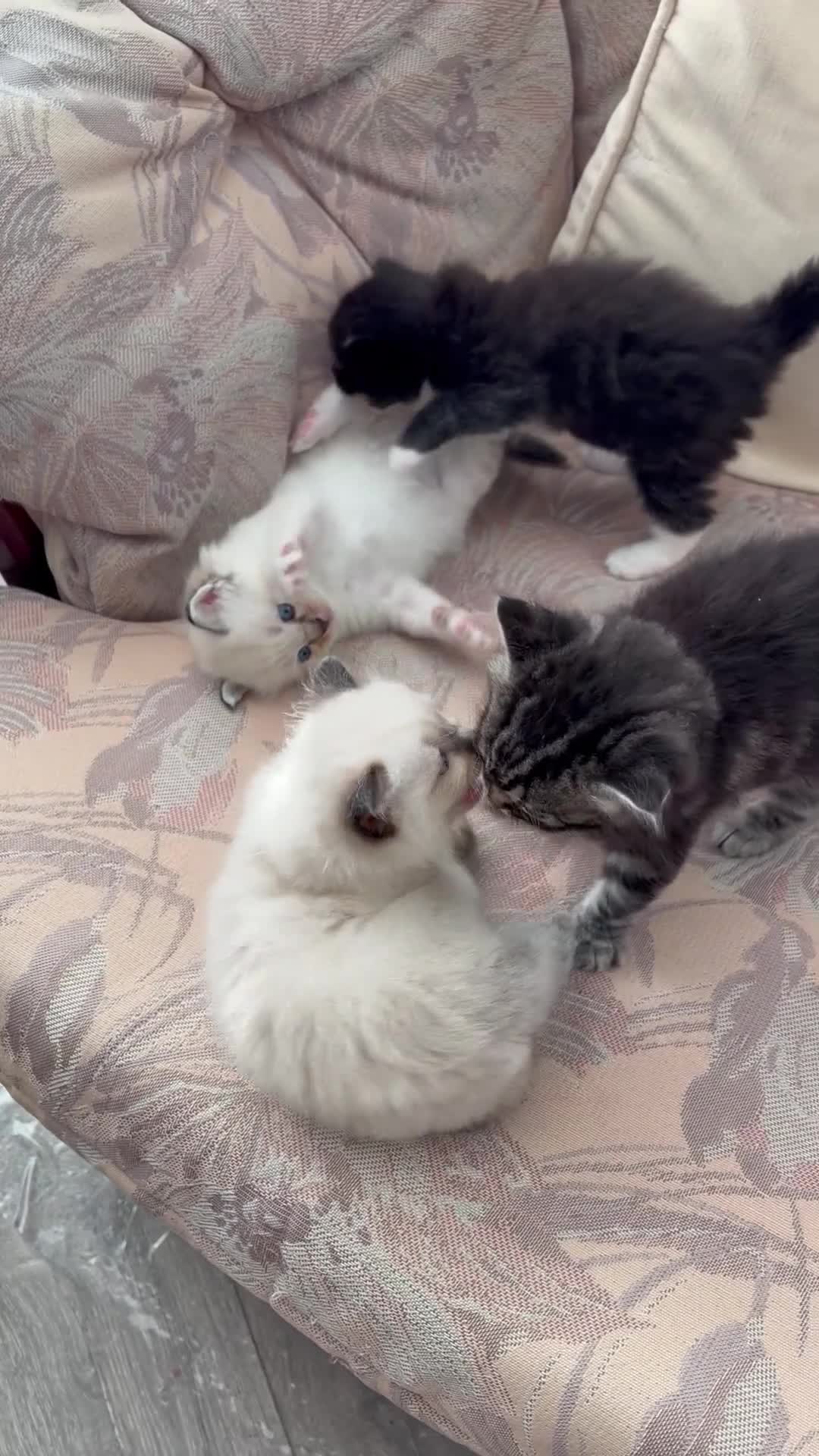 Ragdoll cats for sale: Ragdoll/Cherubim blue eyed kittens in Hinckley - Video 3