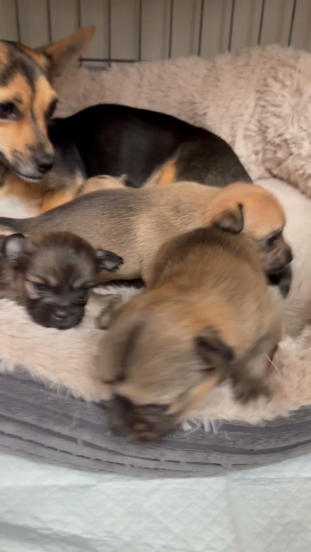 Mixed Breed dogs for sale: Beautiful litter of four happy healthy Pomchis in Banstead - Video 1