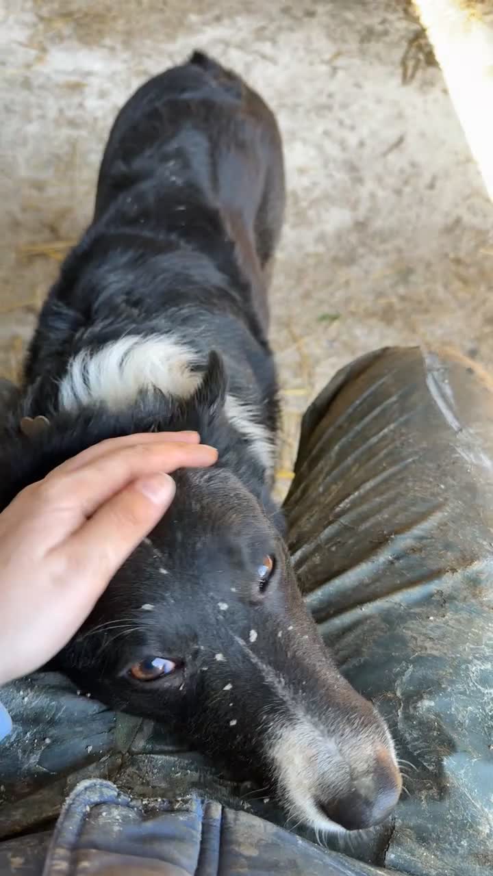 Border Collie dogs for sale: REHOMING MALI - FEMALE BORDER COLLIE - Video 1