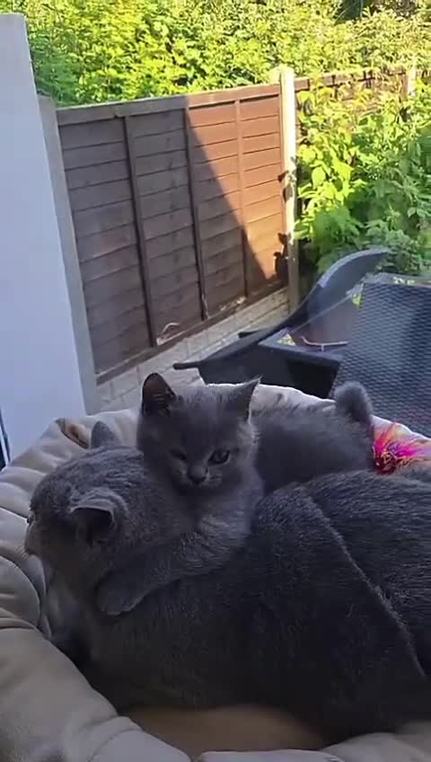 British Shorthair cats for sale: Pure British shorthair one girl,ready to go - Video 1