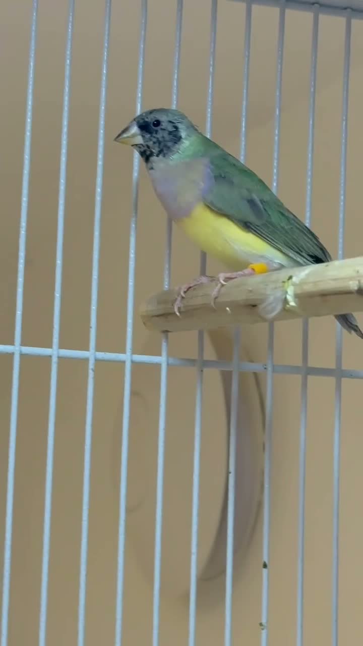 Finches birds for sale: Female Black Headed Gouldian Finch 5 Months Old - Video 1