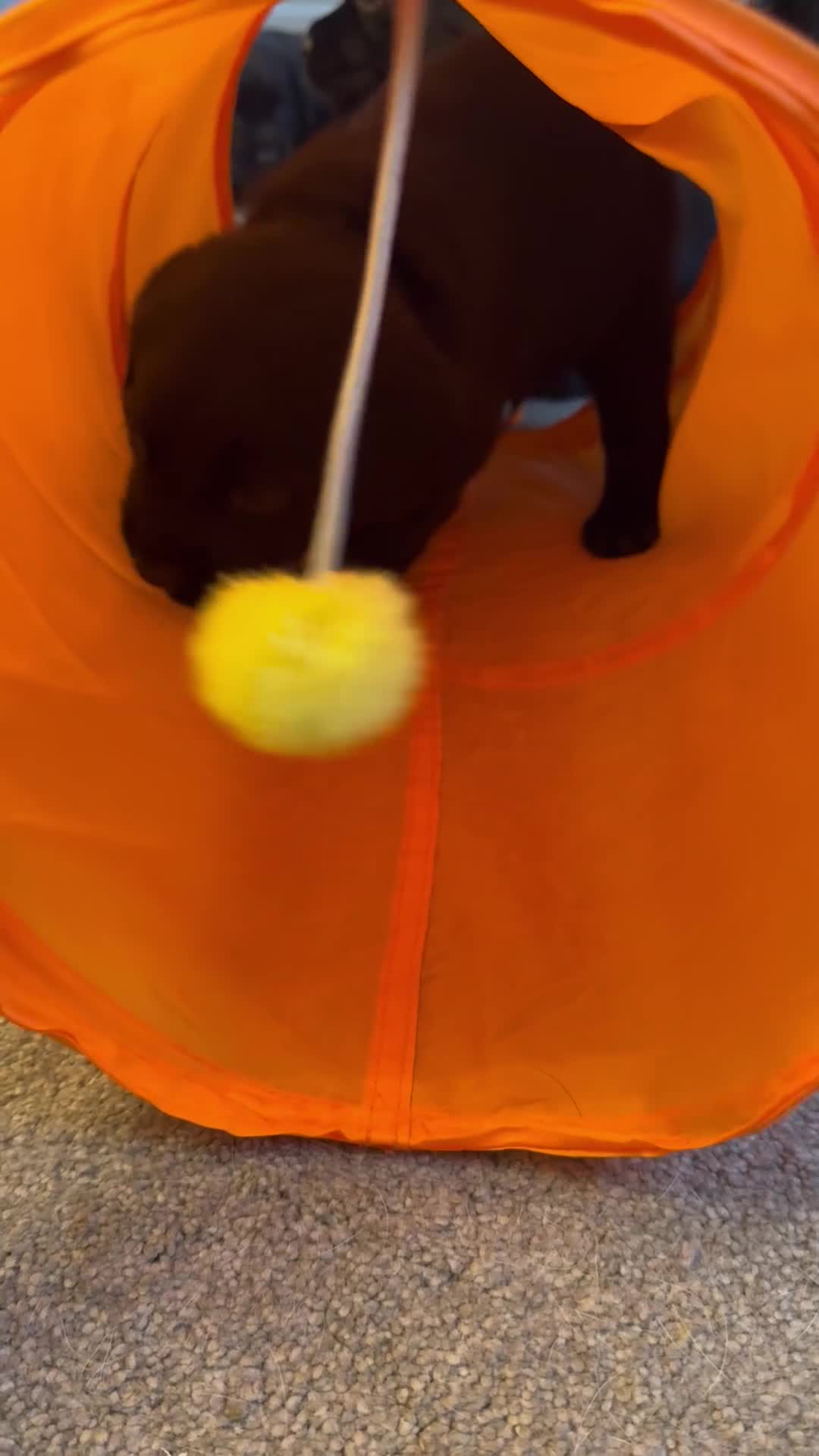 Springador dogs for sale: Last Springador Labrador Puppy ready now in Plymouth - Video 1