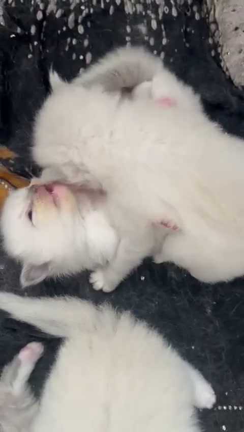 Ragdoll cats for sale: Ragdoll kittens looking for forever homes🐾🤍 - Video 1