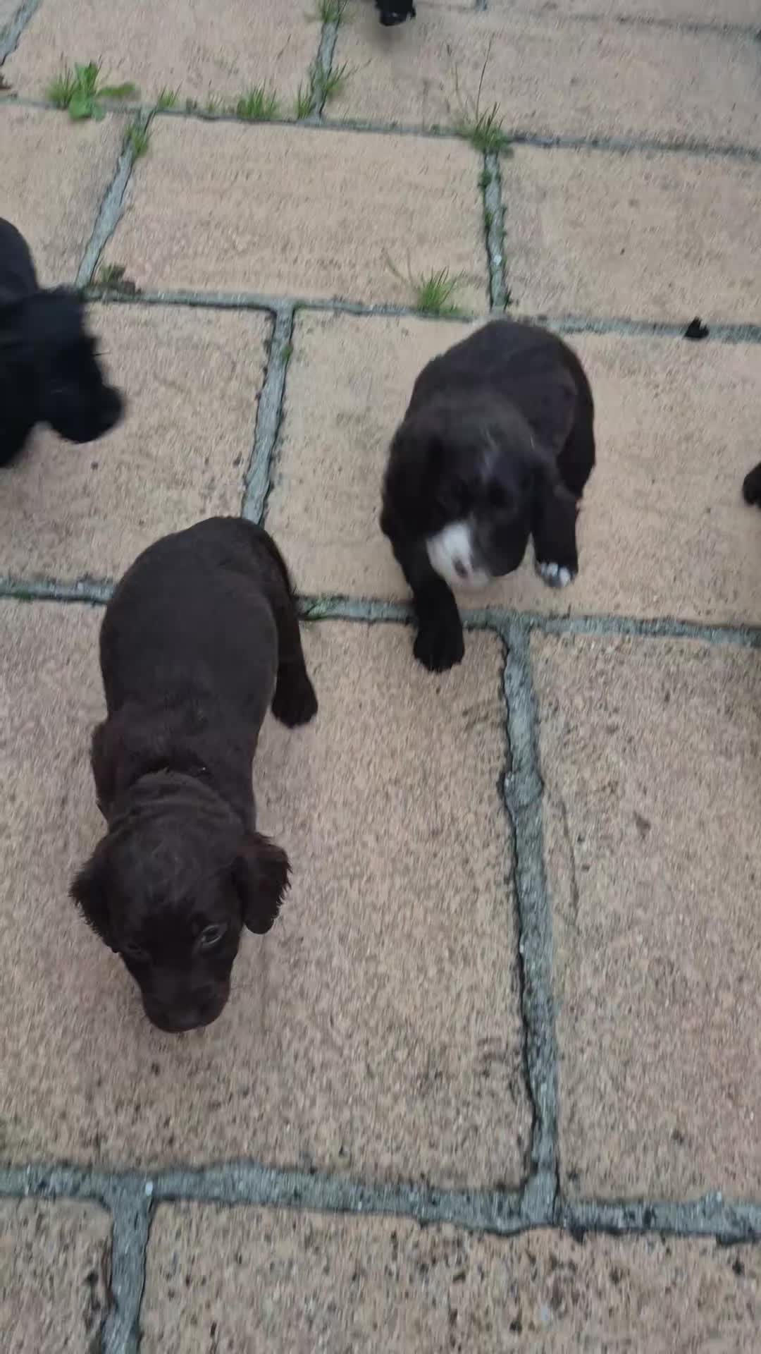 Cockapoo dogs for sale: Cockapoo puppies - Video 2