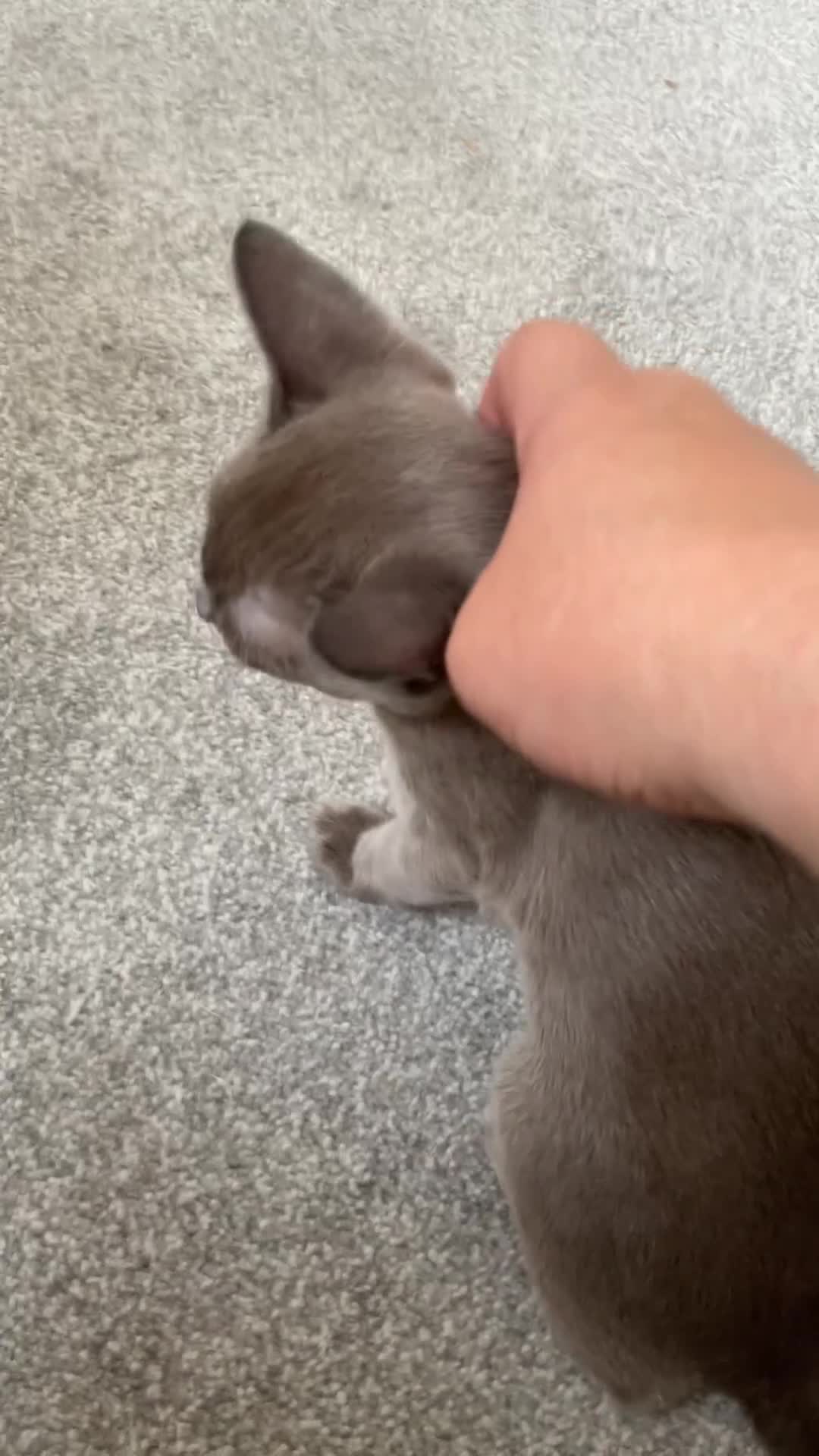 Burmese cats for sale: Burmese kittens for sale in Doncaster - Video 2