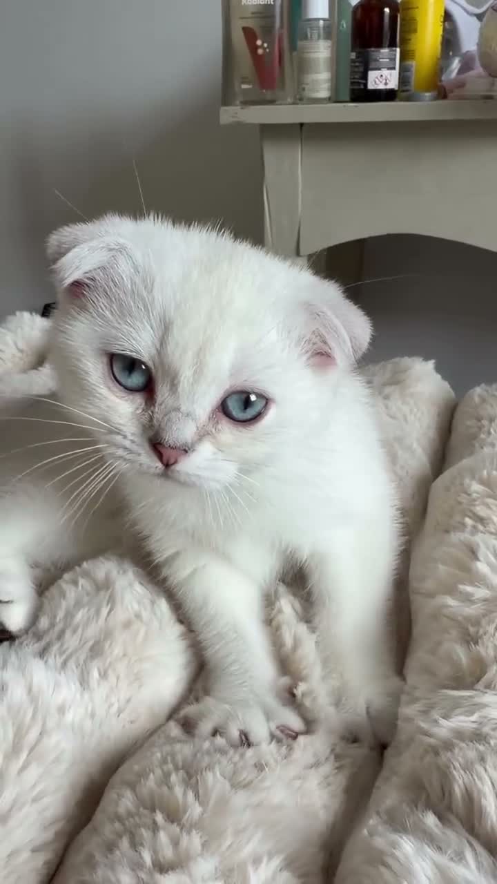 Scottish Fold cats for sale: Silver chinchilla Scottish folds  - Video 1