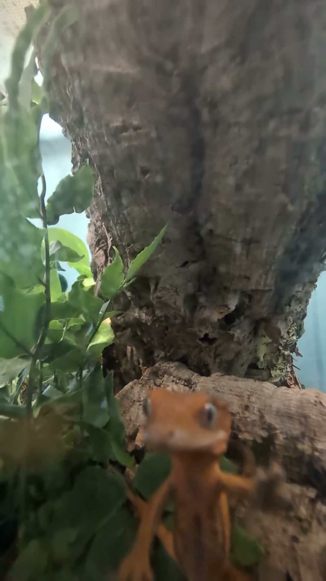 Gecko reptiles for sale: Crested Gecko  in Barnard Castle - Video 1